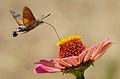 Macroglossum stellatarum.