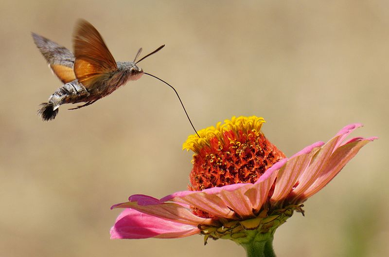 File:Hummingbird hawk-moth straw streched.JPG