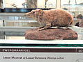 Hylomys suillus - Naturmuseum Senckenberg - DSC02077.JPG