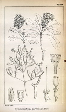 Hymenodictyon parvifolium05.jpg