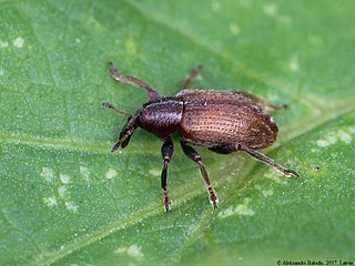 <i>Hypera meles</i> Species of beetle