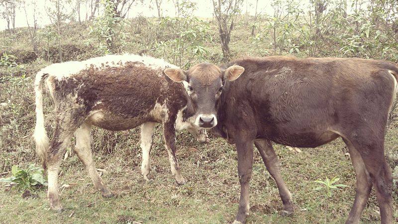 File:Illusory cows.jpg