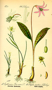 Illustration_Lloydia_serotina0.jpg