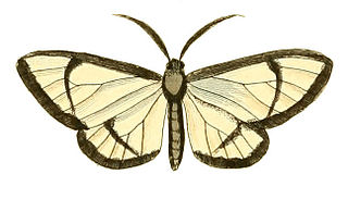 <i>Locha</i> Genus of moths