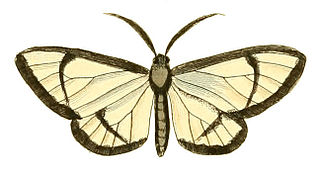 <i>Locha</i> genus of insects