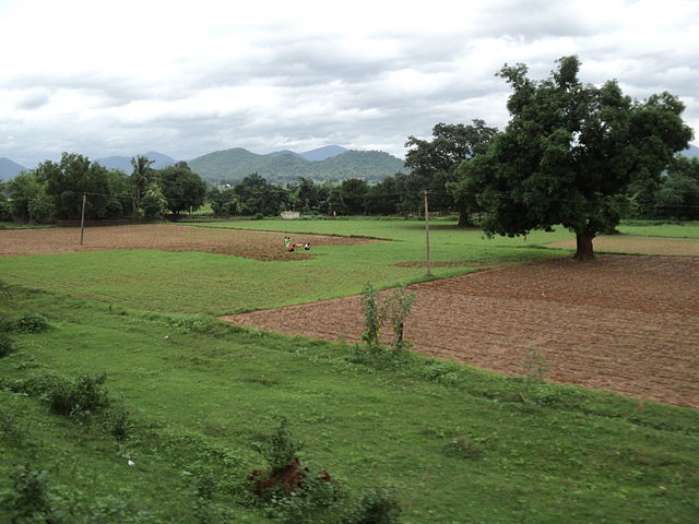 Cultivated fields and trees, with people for scale