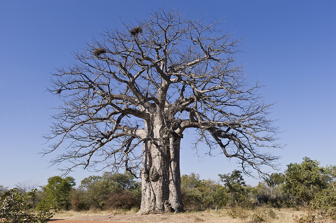 File:Imbondeiro Tree.jpg