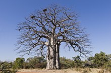 impresa baobabo en la parko