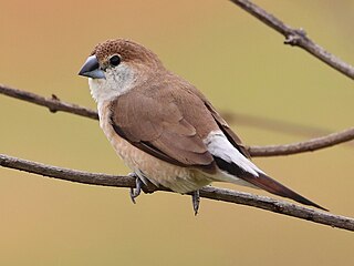 Indian silverbill Species of bird