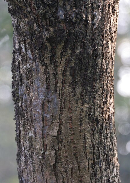 Fail:Indian_Tulip_Tree_(Thespesia_populnea)_trunk_in_Kolkata_W_IMG_3528.jpg
