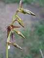 Bulbophyllum alinae