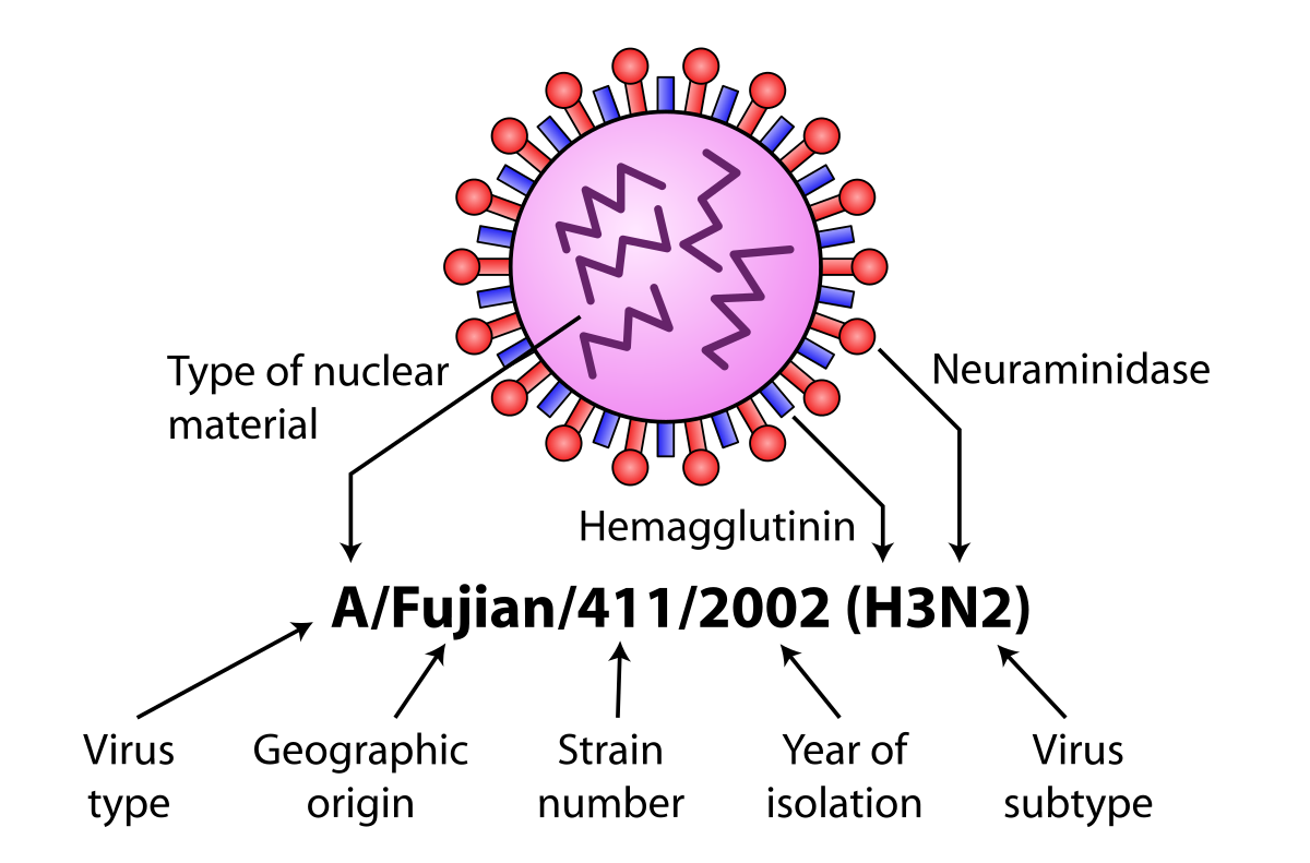 H virus. Вирус h3n2. Инфлюэнца вирус. Вирус гриппа h3n2. Ортомиксовирусы.