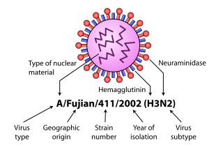 https://upload.wikimedia.org/wikipedia/commons/thumb/1/11/InfluenzaNomenclatureDiagram.svg/320px-InfluenzaNomenclatureDiagram.svg.png