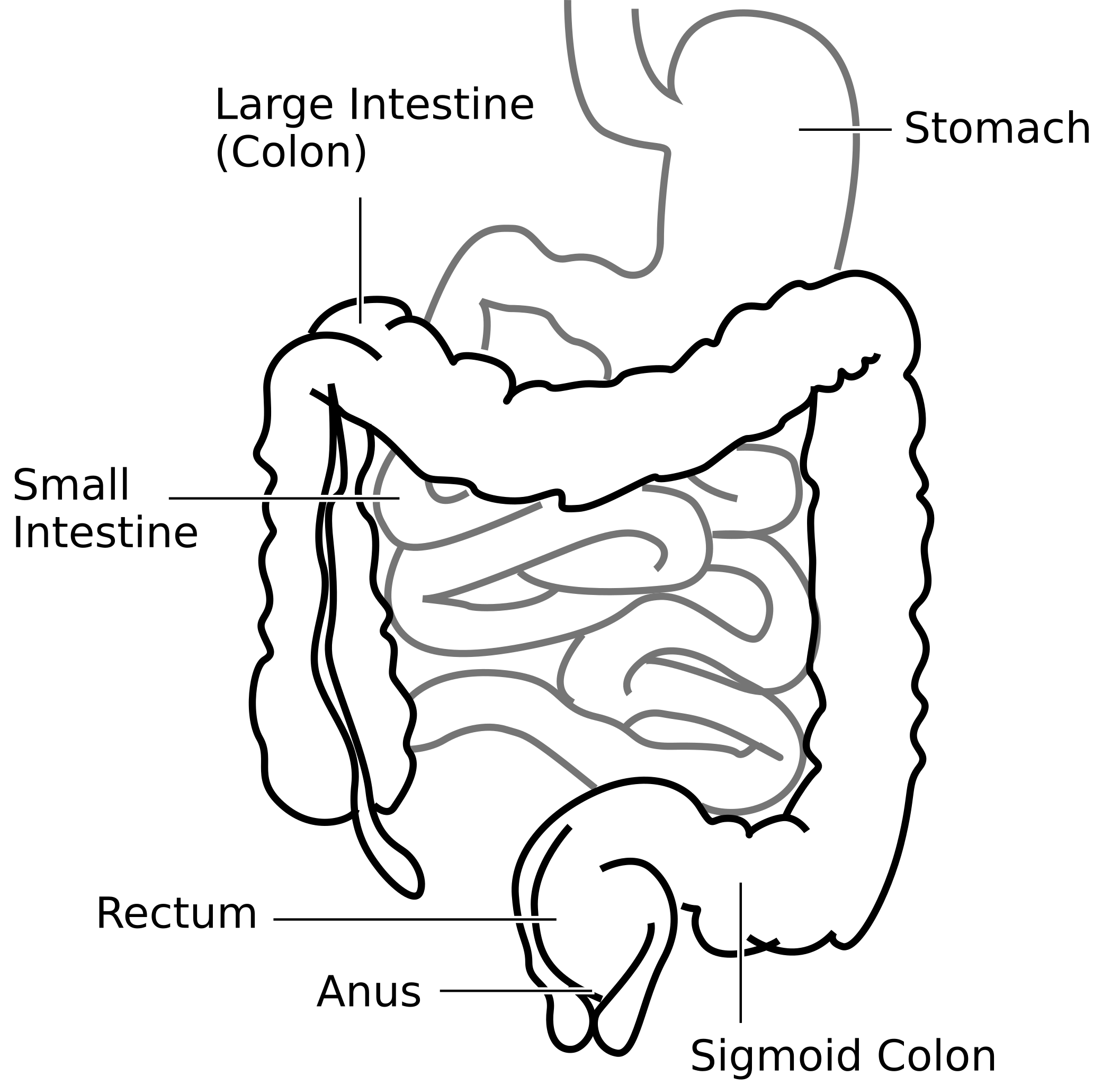 Intestine small bowel and large colon vector anatomical illustration in  doodle sketch style Digestive system and internal organs of human 4836225  Vector Art at Vecteezy