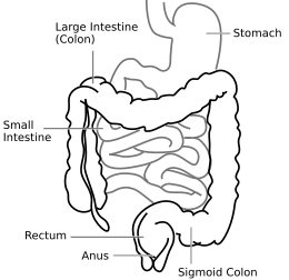 Intestine-diagram.svg