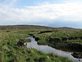 Inver River with Collin Top behind - geograph.org.uk - 828543.jpg