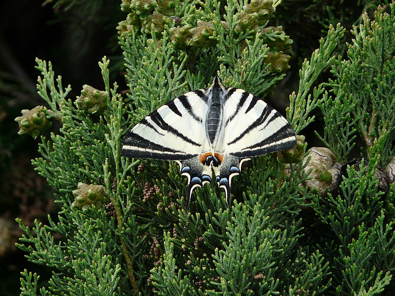 File:Iphiclides podalirius 2010-05-07.JPG