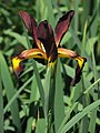 * Nomination Iris spuria 'Cinnabar Red' --Ram-Man 01:18, 7 February 2015 (UTC) * Promotion  Support Good quality for me--PIERRE ANDRE LECLERCQ 22:59, 7 February 2015 (UTC)