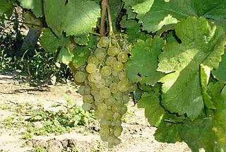 <span class="mw-page-title-main">Irsai Olivér</span> Variety of grape