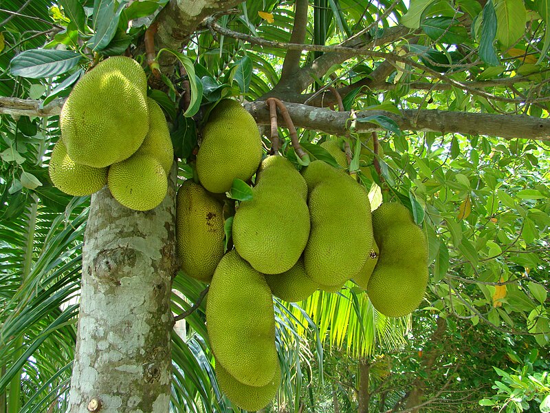 File:Jackfruit Bangladesh (3).JPG