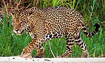 Jaguar (Panthera onca palustris) male Three Brothers River 2 (cropped).jpg