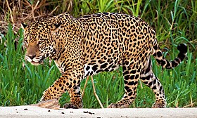 Jaguar (Panthera onca palustris) male Three Brothers River 2 (cropped).jpg