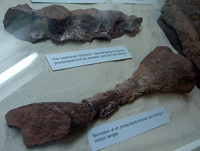 Tail vertebrae and tibia of a 4 meter long prosauropod dinosaur from Jameson Land, at the Geological Museum in Copenhagen