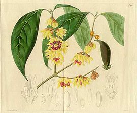Japanese-All-spice-Calycanthus-praecox-Edwards-1826.jpg