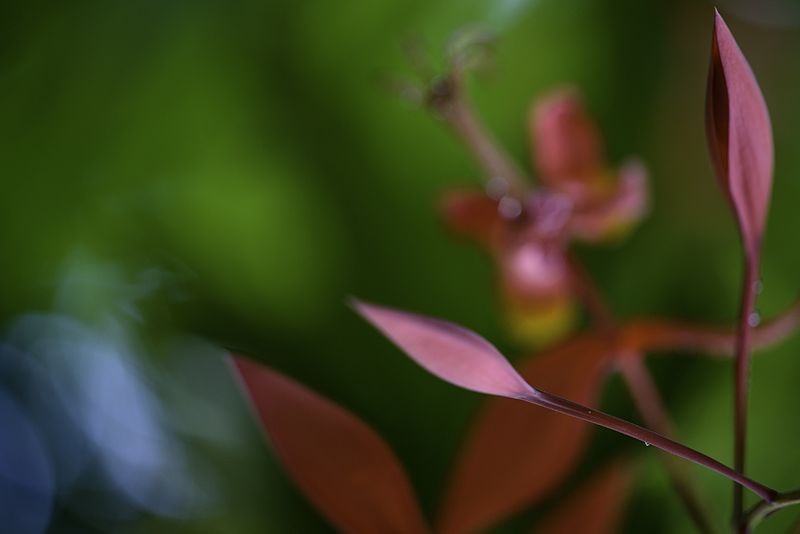 File:Jardim Botânico do Rio de Janeiro - 130716-7059-jikatu (9332193353).jpg