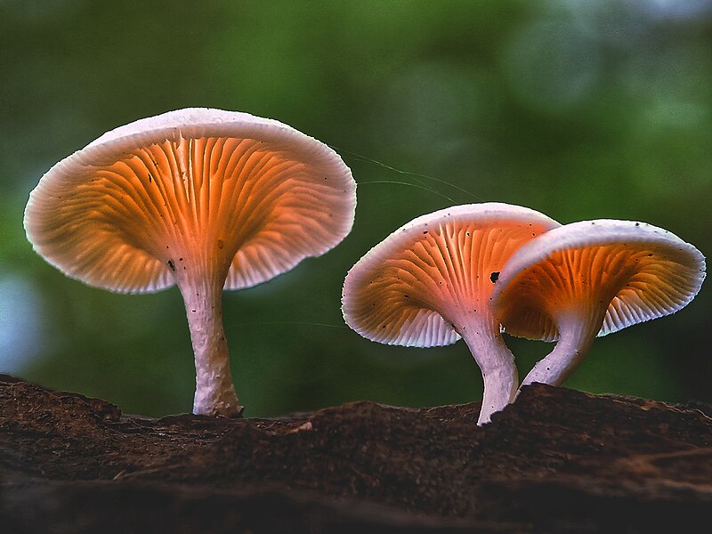 File:Javan mushrooms.jpg