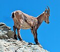 Cara ibex in French Alps