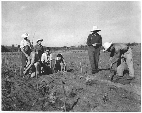 Jewish refugees work in the fields in Sosúa, Dominican Republic