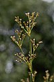 Juncus acutiflorus