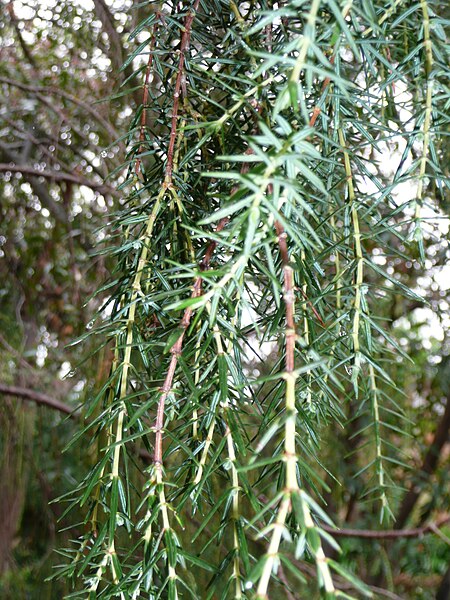 File:Juniperus cedrus 01 leaves 1 by Line1.jpg