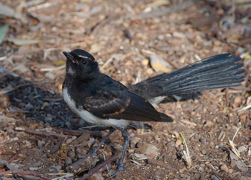 File:Juvenile Rhipidura leucophrys - Ingle Farm - 4.jpg