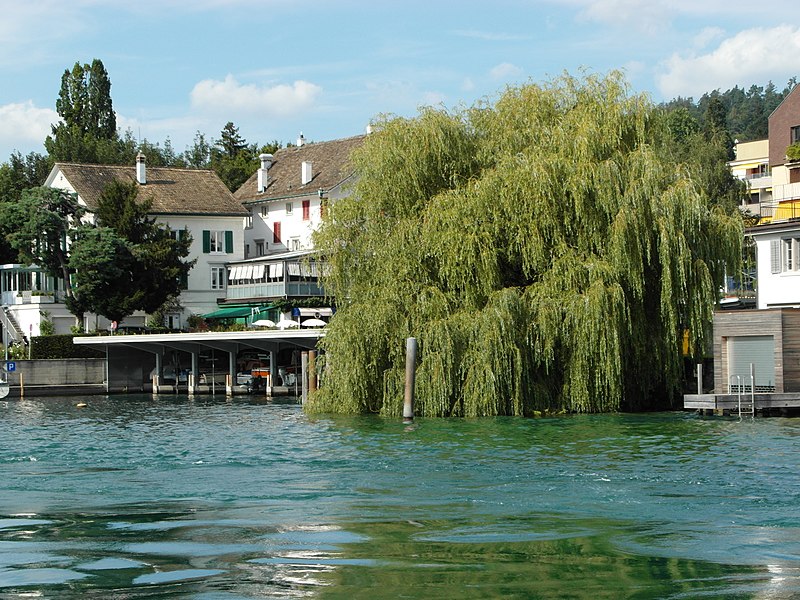 File:Küsnacht - Salix × sepulcralis - Zürichsee - ZSG Wädenswil 2012-08-12 16-52-13 (WB850F).JPG