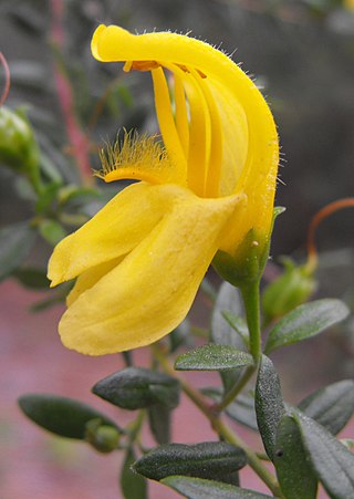 <i>Keckiella antirrhinoides</i> Species of shrub