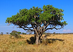 Kigelia Africana Wikimedia Commons