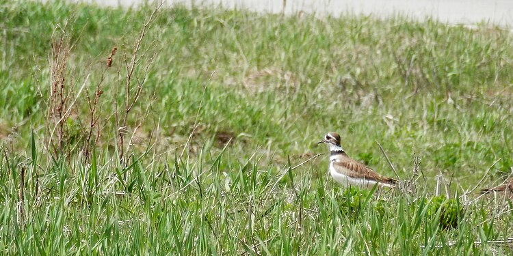 Killdeer (Charadrius vociferus)