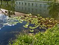 English: Water lilies (nymphaea alba), flowers and leaves, at the park pond Deutsch: Seerosen (Nymphaea alba), Blüten und Blätter auf dem Parkteich