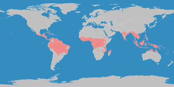 World map with tropical climates highlighted in red Klimagurtel-der-erde-tropen.png