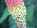 Kniphofia-Hybridy