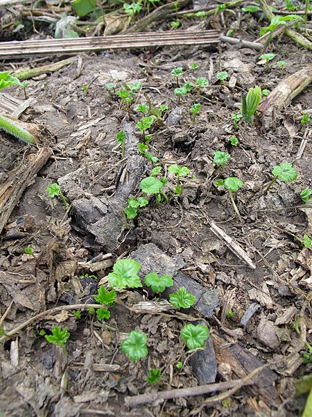 File:Korina 2012-06-12 Heracleum mantegazzianum 13.jpg