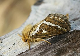 tarhajuuriperhonen (Hepialus lupulinus)