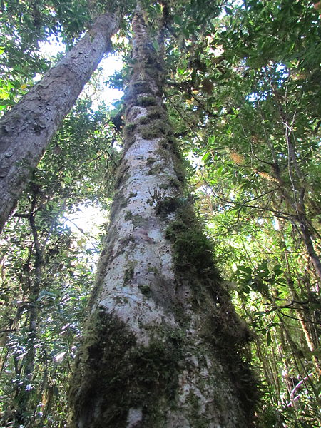 File:La Amistad Panama Biosphere Reserve - Parque Nacional Volcan Baru (a core zone) 27.JPG