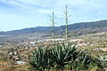 La Palma - Brena Alta - Subida al Mirador de la Concepción + Agave americana 01 ies.jpg