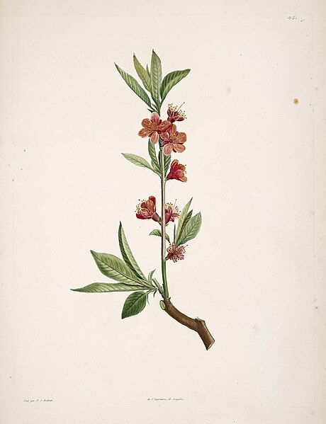 File:La botanique de J.J. Rousseau (Plate 45) BHL6164741.jpg
