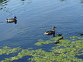 Lake Watauga, Mallards and ducklings