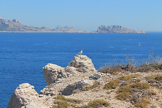 Seagull near the seashore