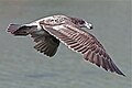 Larus pacificus in flight (cat.) juvenile